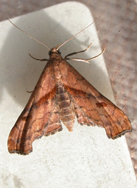 Dark-spotted Palthis Dark-spotted Palthis